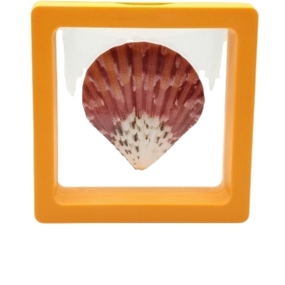 2.75 x 2.75 Orange Framed Seashell Home Accent